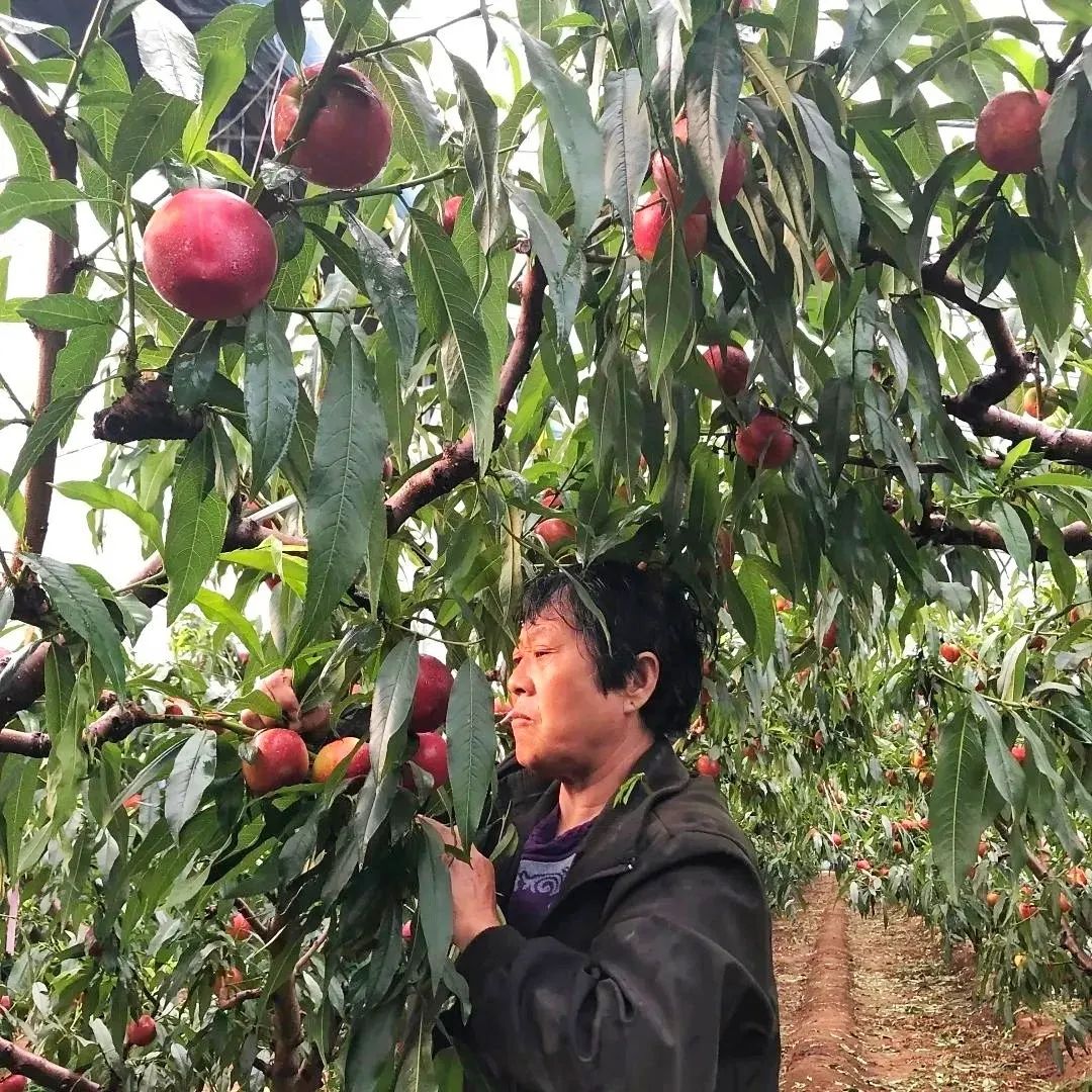 桃子油桃,黄心油桃5斤应季大桃子