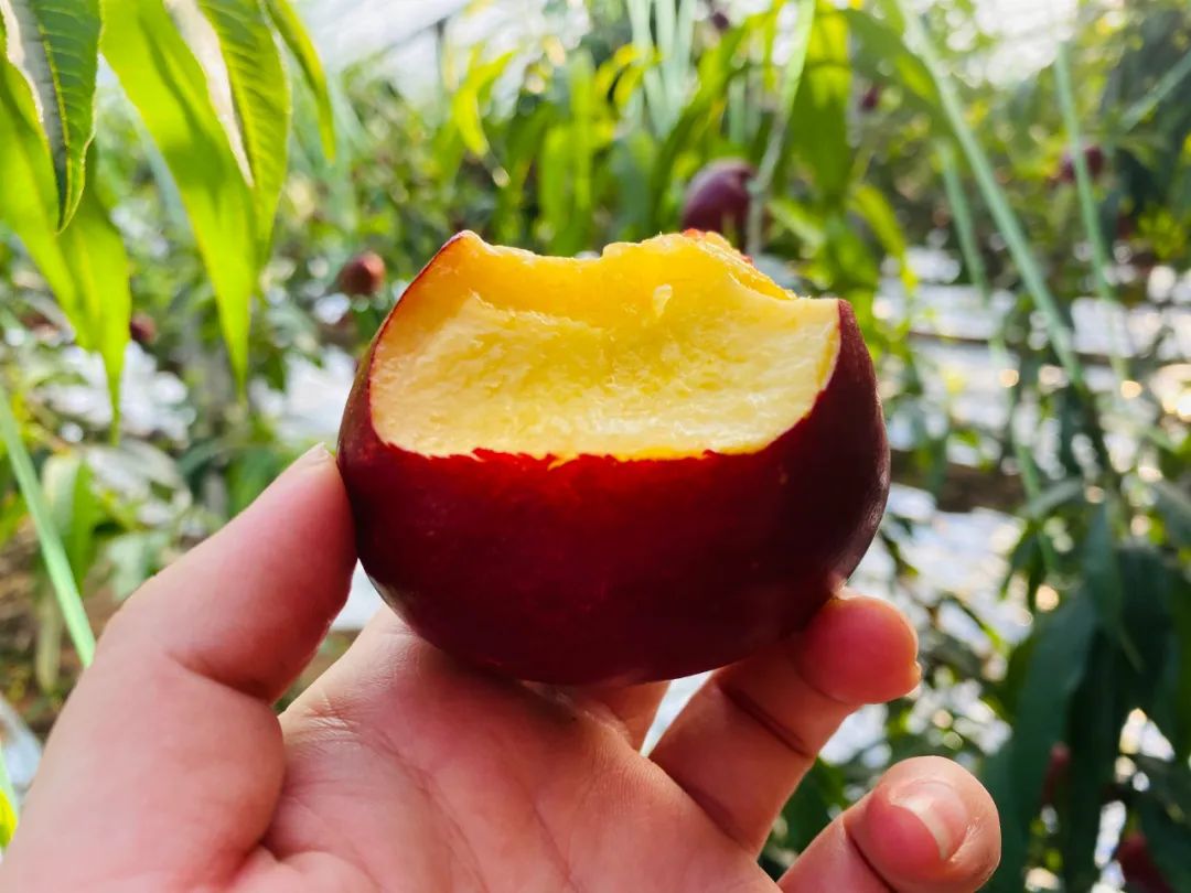 桃子油桃,黄心油桃5斤应季大桃子