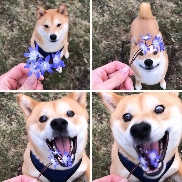 狗为什么改不了食屎的习惯,狗改不了食屎的习惯怎么办