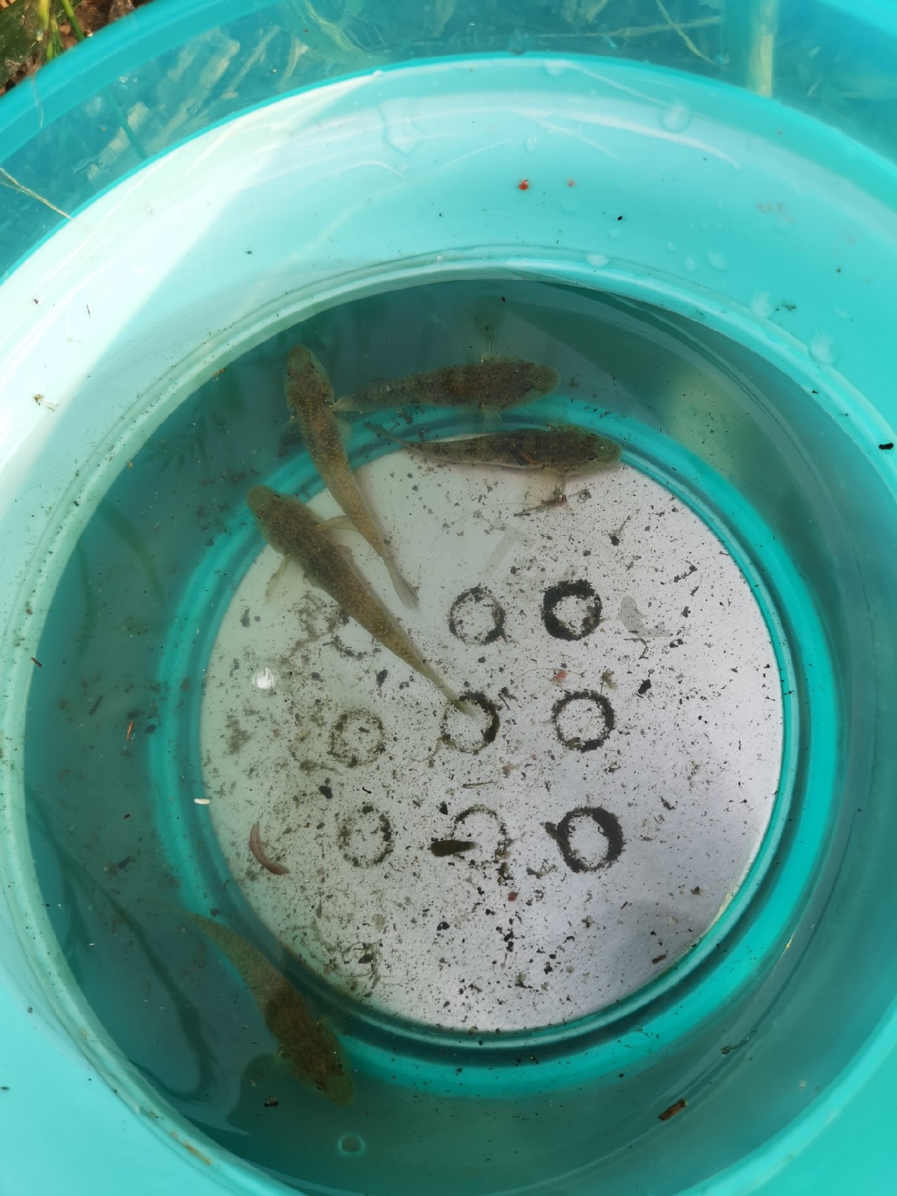 大餐条拉得很有手感，就是太费子线