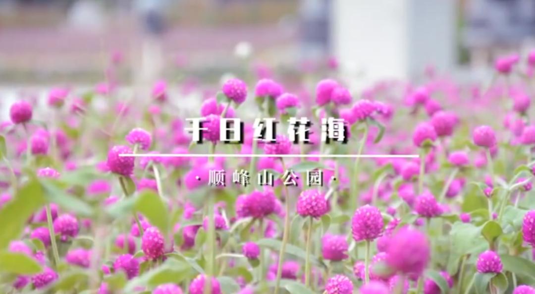 发扬战“疫”正能量！上周，佛山52次登上“学习强国”全国平台