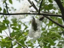 曹小军简介,曹小军公示