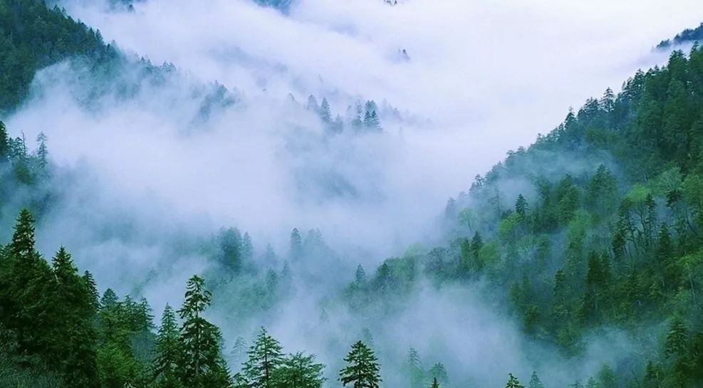 香到舔杯，状似奶油的椴树雪蜜条，是我吃过最好的蜂蜜