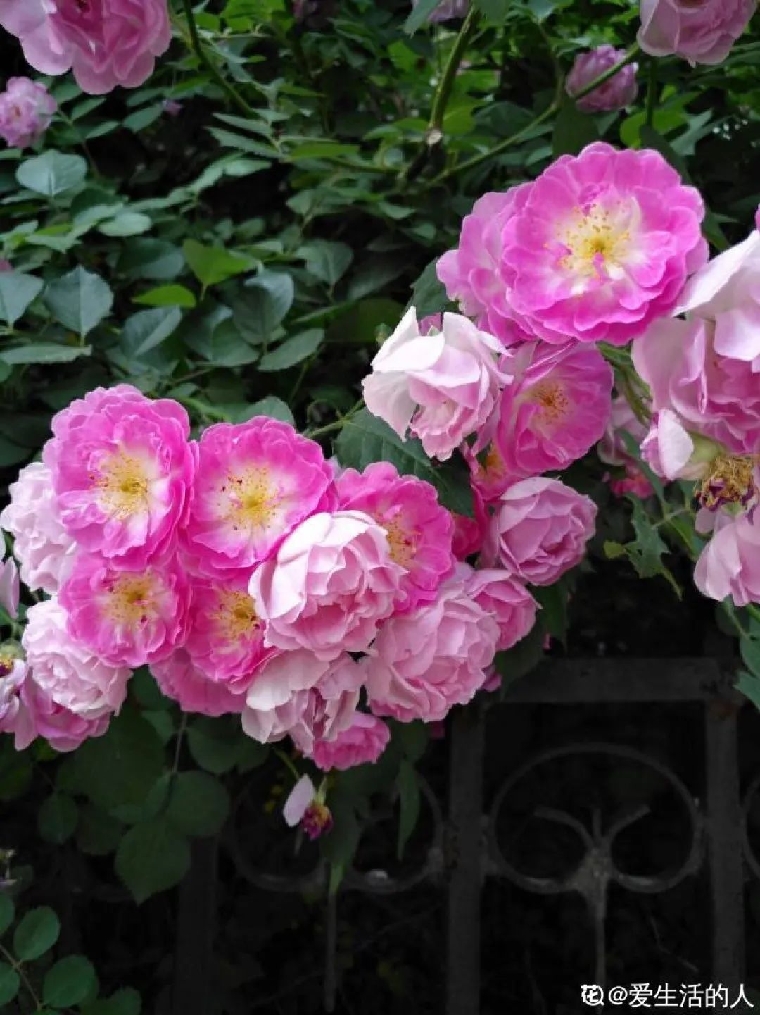 绿道有哪些科普,绿道花卉