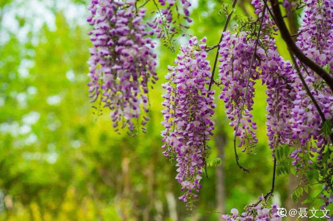 绿道科普展,绿道科普看初夏街头满目芳菲