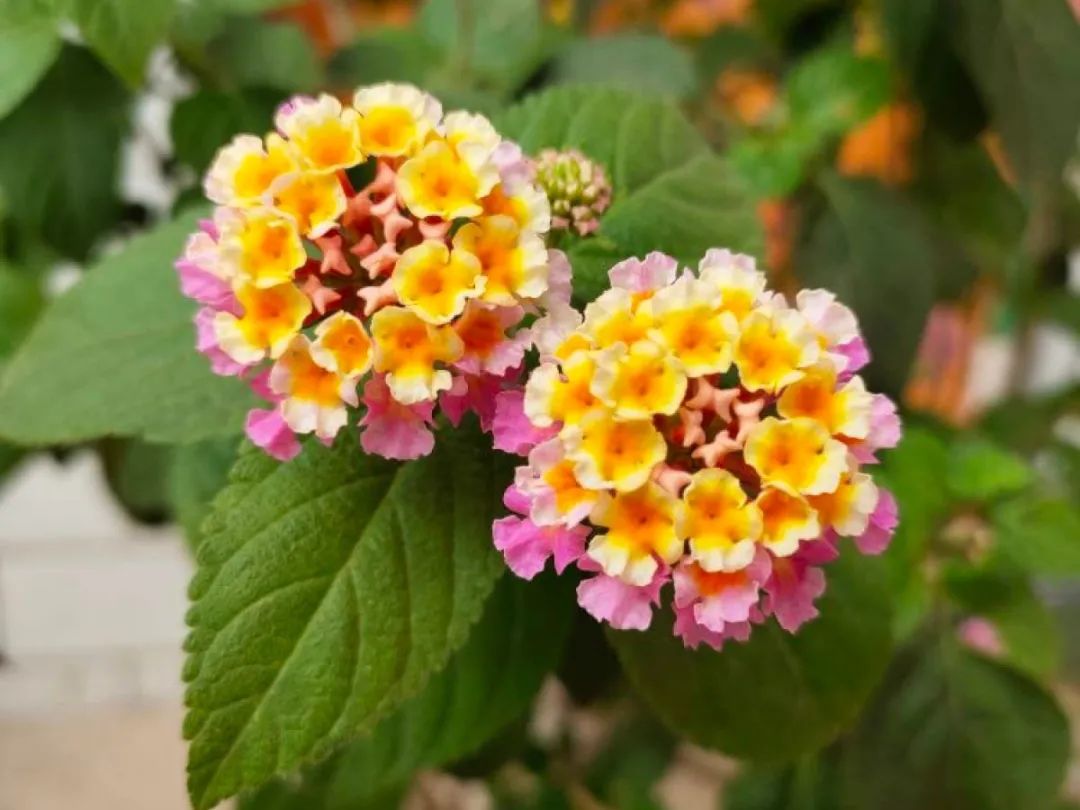 绿道科普展,绿道科普看初夏街头满目芳菲