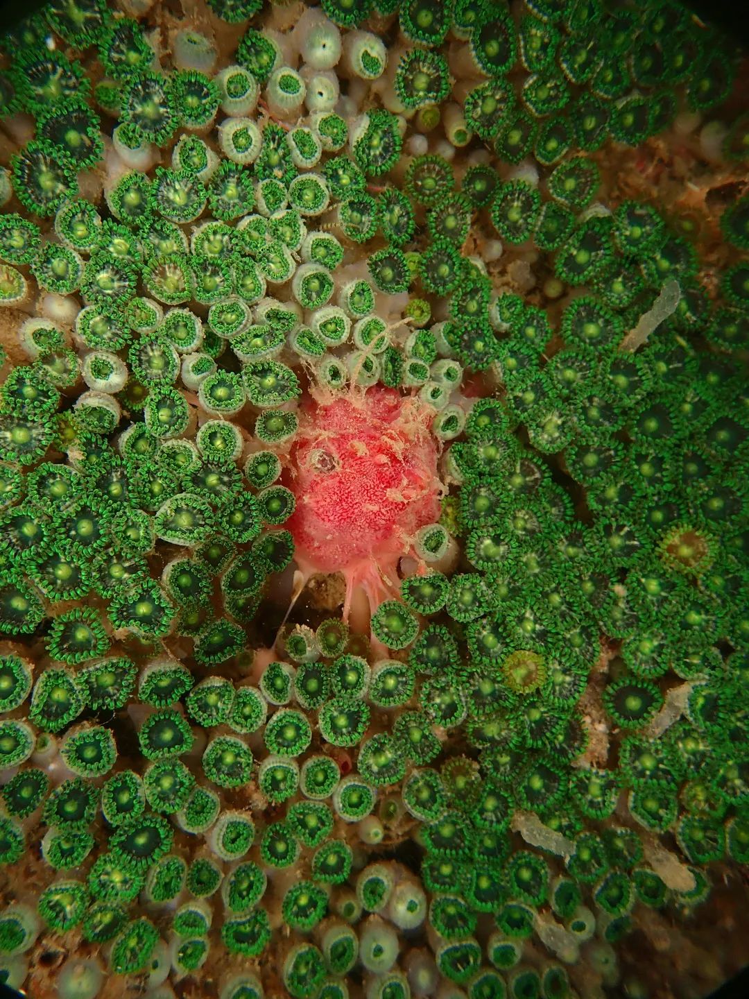 这样的鸟兽胖友圈，你见过吗？