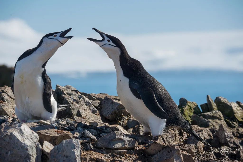 南极洲“绿雪”涌现,帝企鹅:泥土是什么?