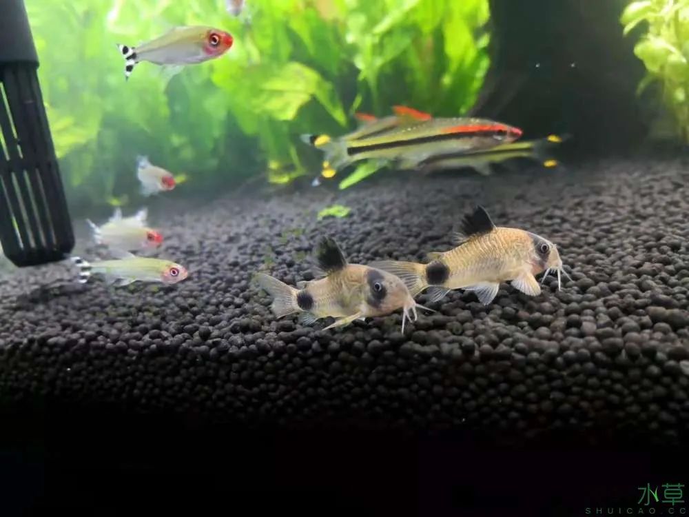 莫斯树草缸造景diy教程,不需要二氧化碳的草缸造景