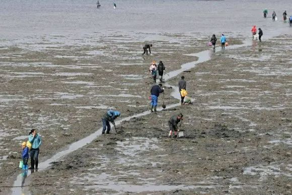 青岛崂山免费赶海最佳地点抓螃蟹,青岛最佳赶海地点有螃蟹