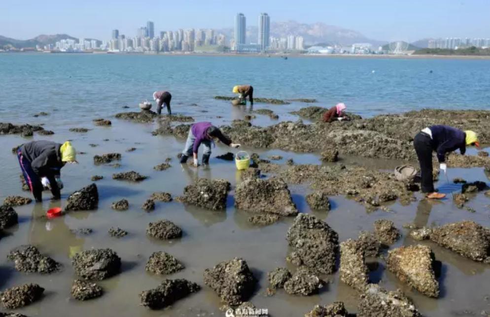 青岛崂山免费赶海最佳地点抓螃蟹,青岛最佳赶海地点有螃蟹