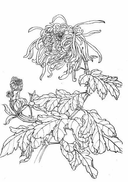 白描菊花国画如何上色,国画白描菊花图片大全