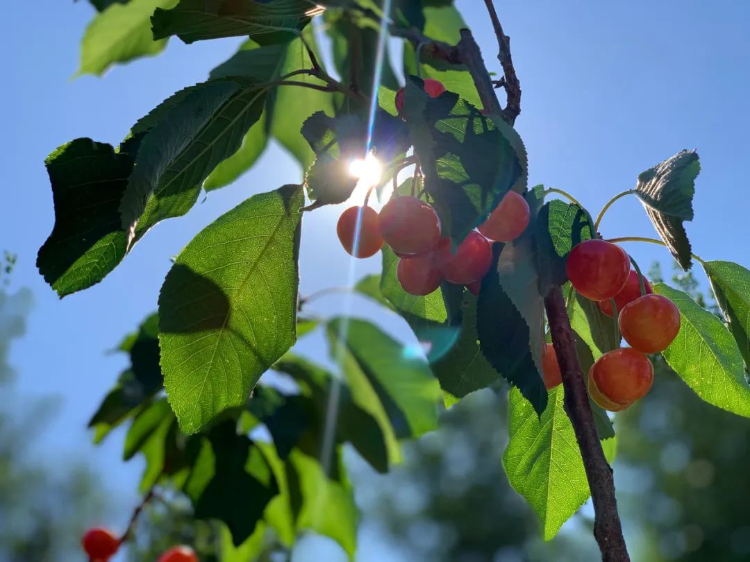 昌平樱桃采摘视频,昌平兴寿樱桃采摘价格