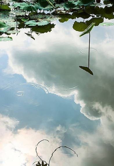 淮阳的荷花真美,又到了赏荷花的季节家门口的美景