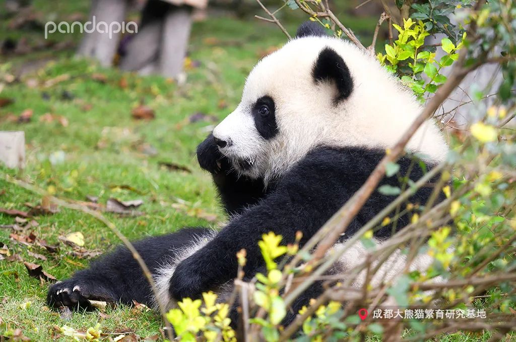熊猫拍照怎么拍出高级感,熊猫拍照拍摄姿势