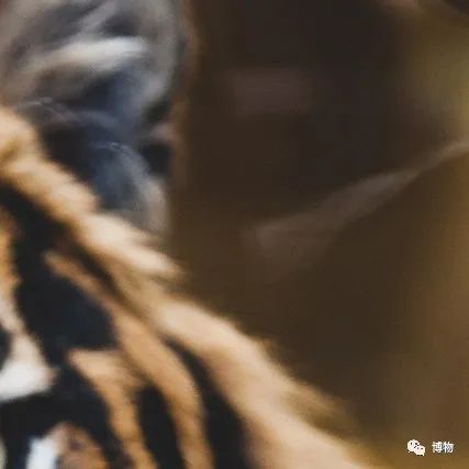 能拍彩色照片的大熊猫,大熊猫为啥不能拥有一张彩色照片