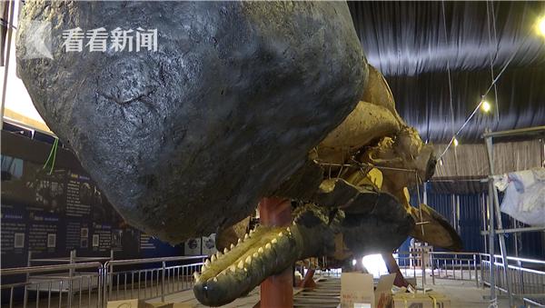 抹香鲸解剖出塑料,座头鲸塑化标本