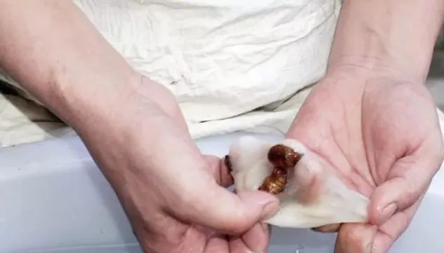 蚕丝被曝光事件,蚕丝被真相图片