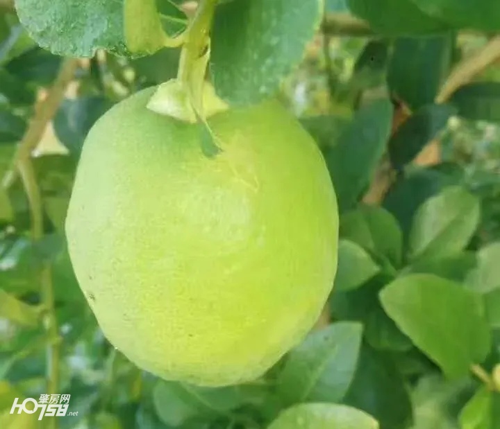 给力！怀集为妇女创业“贷”来“及时雨”