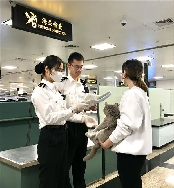 携带宠物出境需要办理哪些手续,携带宠物出境指南