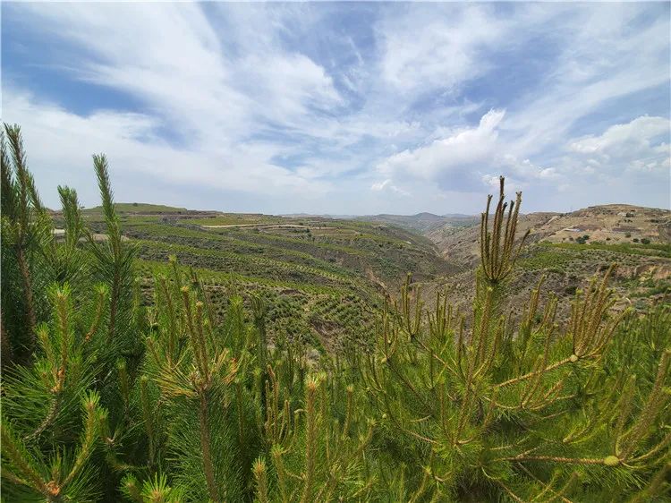 再造子午岭,再造一个子午岭有效吗