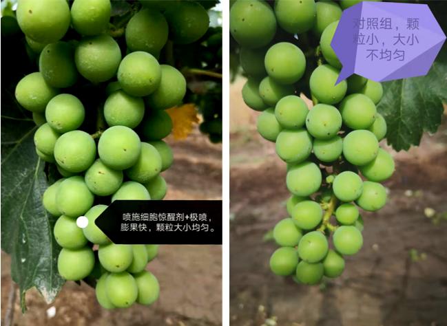 氮钾复合肥缓释肥,叶面喷雾缓释复合肥