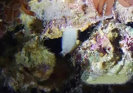 活石掉的粉末有害吗,活石里面虫子会寄生小鱼吗