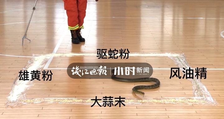 风油精比雄黄更有效驱蛇,大蒜风油精驱蛇原理