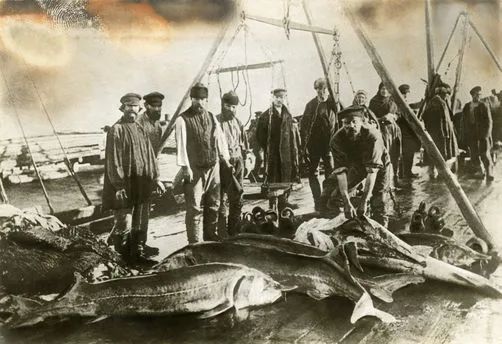 国外贵族用手背吃鱼子酱,鱼子酱放手背吃