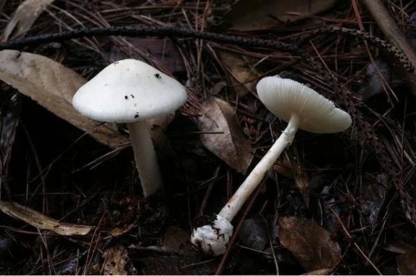 湖南最新蘑菇中毒事件,湖南毒蘑菇事件