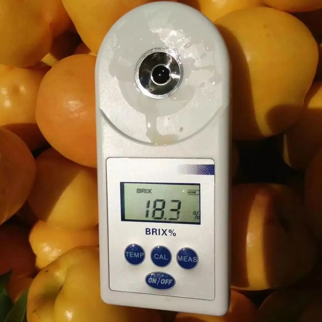 沂蒙山蒙阴黄金油蟠桃,山东蒙阴正宗黄金油桃