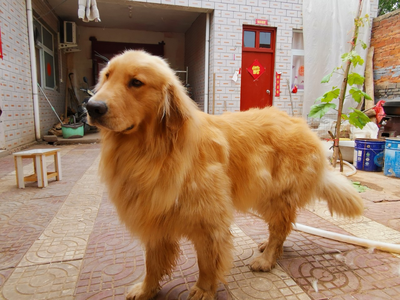 小浪底钓鱼上鱼瞬间,小浪底船钓大板鲫