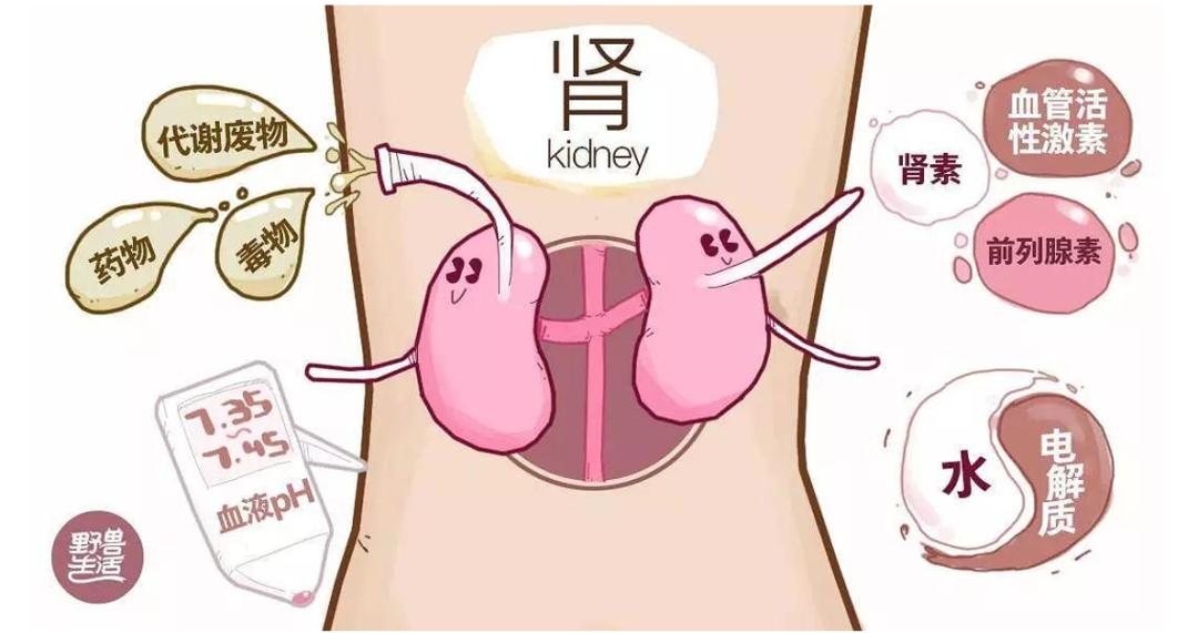 肾移植科普,张龙肾移植科普