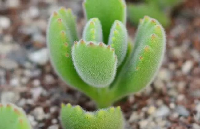 熊童子老桩秃了,熊童子秃了