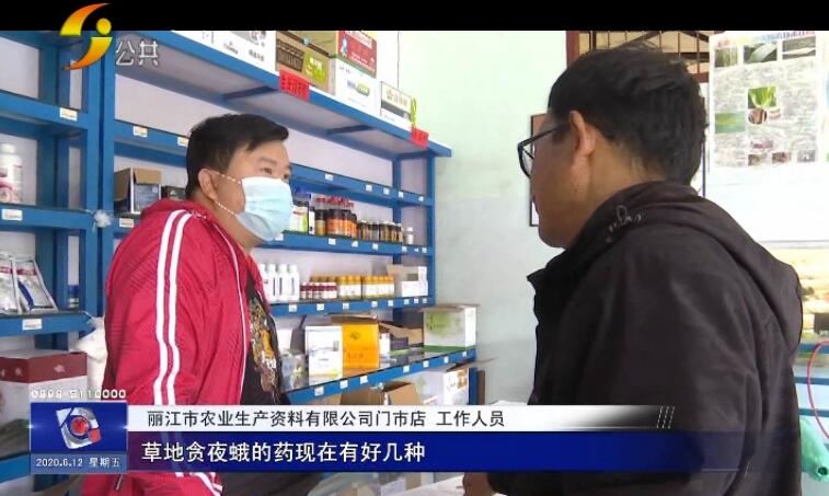 农村玉米被虫子害,玉米地里的虫子蛰到了怎么办