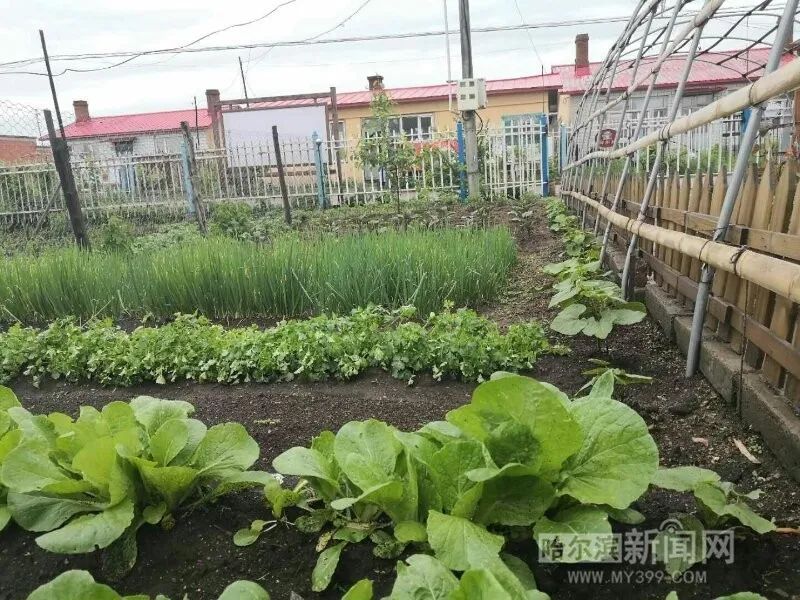 桦树村的菜熟了|村里建起配送车队,乡亲们有了产业