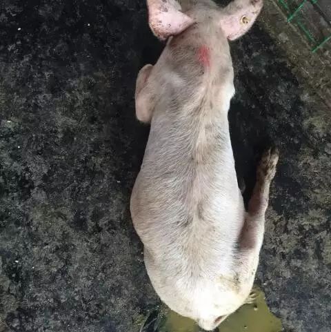 猪场流行性腹泻怎样处理,仔猪流行性腹泻猪圈怎么消毒