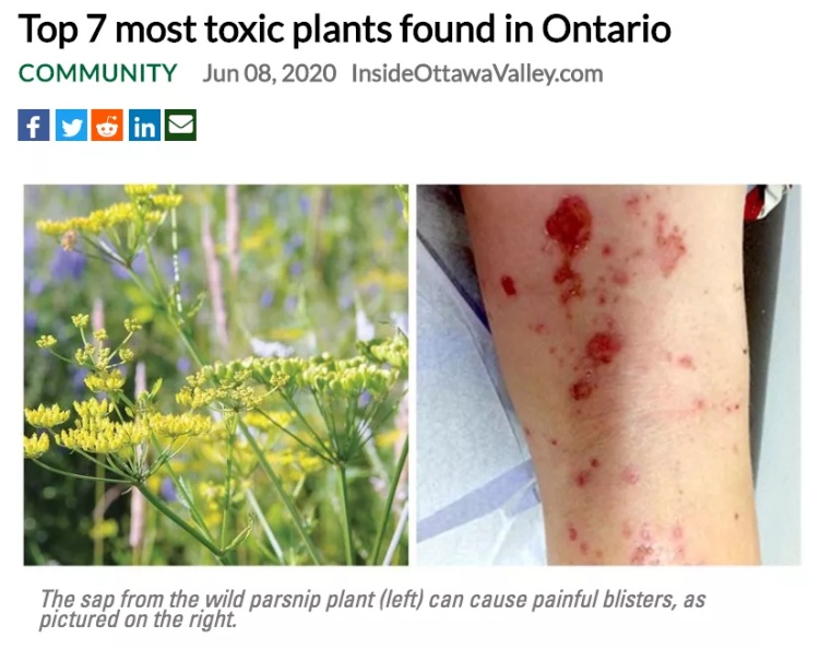 全球十大危险有毒动物,加拿大毒虫名单