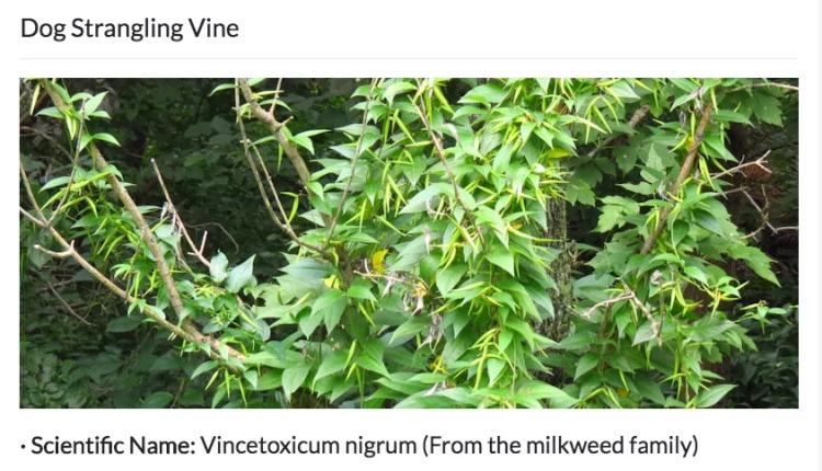 全球十大危险有毒动物,加拿大毒虫名单