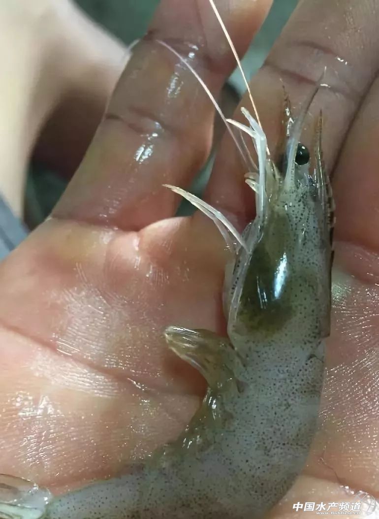 对虾养殖中苦参可以杀纤毛虫吗,白对虾纤毛虫药处理后怎么操作