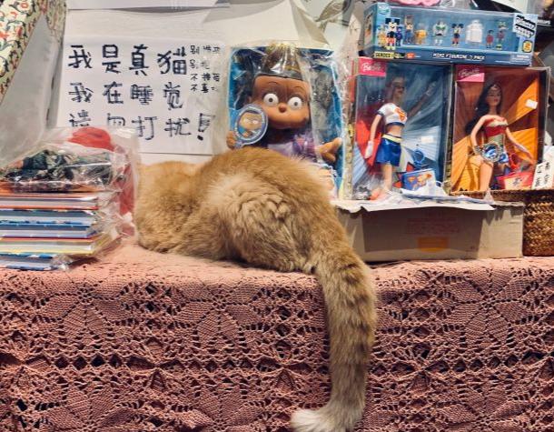 藏在长沙巷子里的宝藏店铺,长沙有意思的店