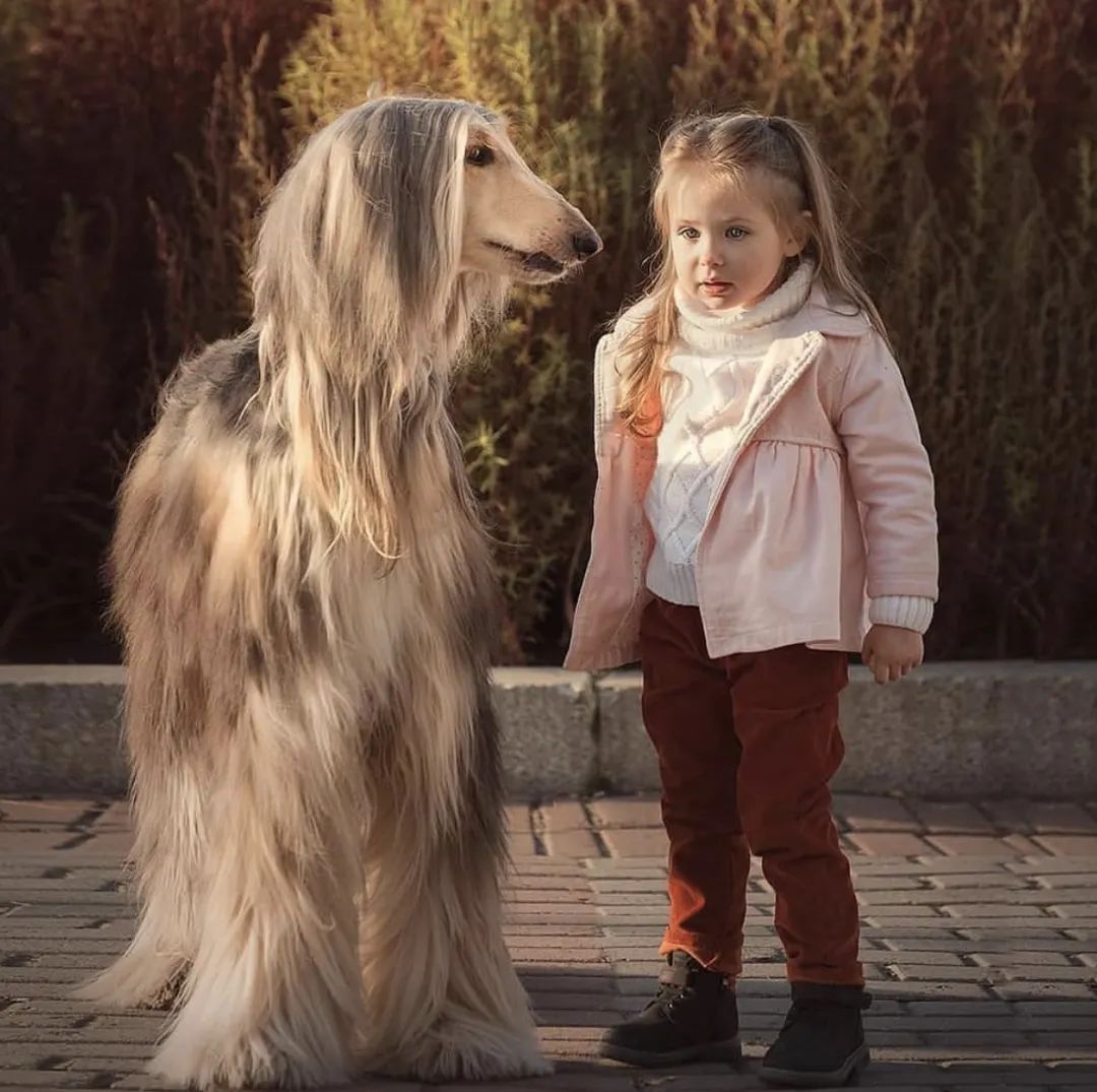 盘点二十种忠爱满世界的萌犬,可爱治愈系萌犬