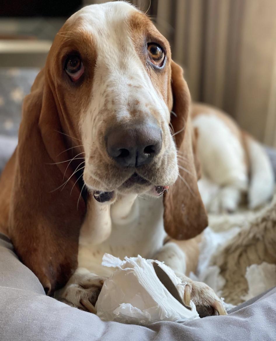 盘点二十种忠爱满世界的萌犬,可爱治愈系萌犬