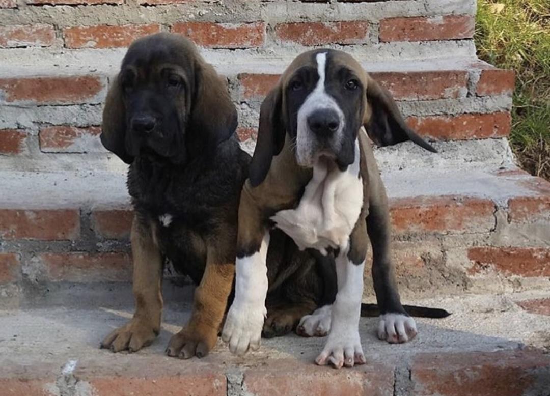 盘点二十种忠爱满世界的萌犬,可爱治愈系萌犬