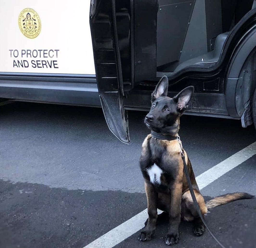 盘点二十种忠爱满世界的萌犬,可爱治愈系萌犬