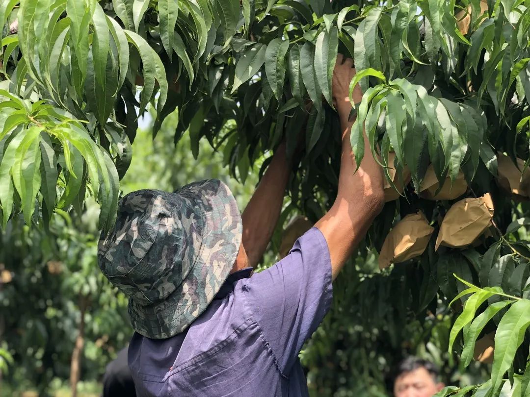 16°香甜，一*爆口**汁，称霸整个夏天的“蜜桃之王”来了