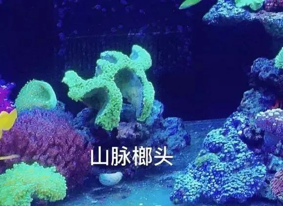 活珊瑚的正确养殖方法,姬珊瑚的养殖方法和注意事项