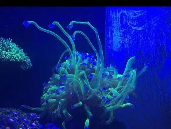 活珊瑚的正确养殖方法,姬珊瑚的养殖方法和注意事项