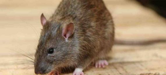 病媒生物预防控制工作灭四害方案,病媒生物防治中的四害