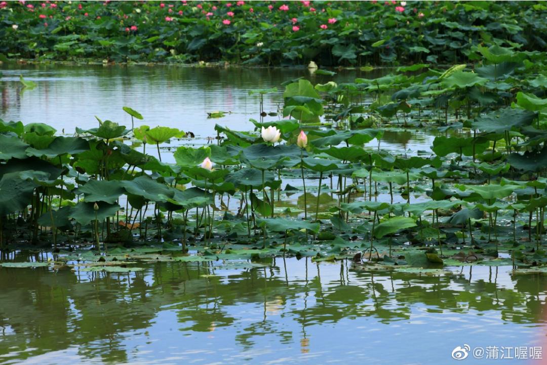 火了火了！成都又新添一个区，地铁10号线直达！夏日纳凉、吃河鲜…3日郊游路线，安排→
